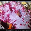 巨大棘穗軟珊瑚 Dendronephthya gigantea_7.jpg