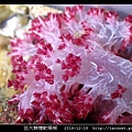 巨大棘穗軟珊瑚 Dendronephthya gigantea_6.jpg