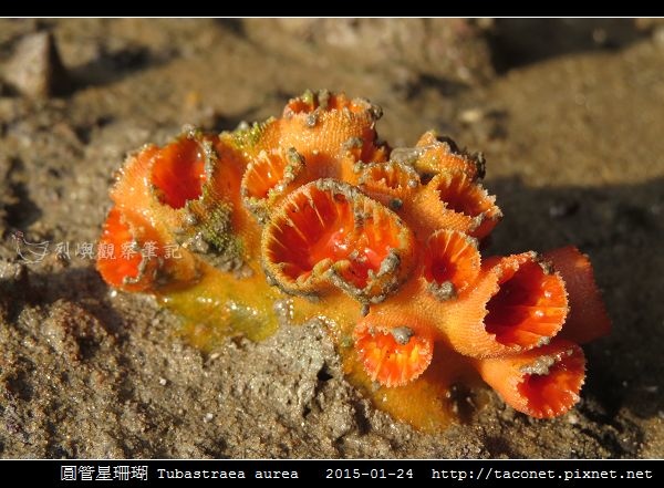 圓管星珊瑚 Tubastraea aurea_1.jpg