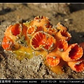 圓管星珊瑚 Tubastraea aurea_1.jpg