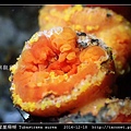 圓管星珊瑚 Tubastraea aurea_3.jpg