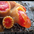 圓管星珊瑚 Tubastraea aurea_5.jpg