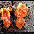 圓管星珊瑚 Tubastraea aurea_8.jpg