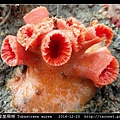 圓管星珊瑚 Tubastraea aurea_9.jpg