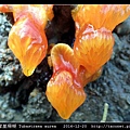圓管星珊瑚 Tubastraea aurea_7.jpg
