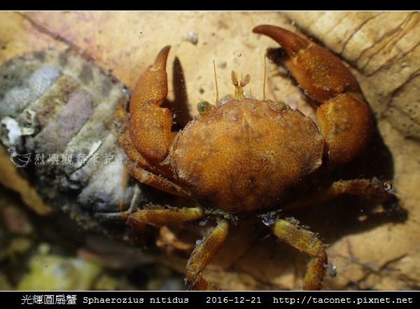 光輝圓扇蟹 Sphaerozius nitidus_07.jpg 光輝圓扇蟹 Sphaerozius nitidus_07.jpg