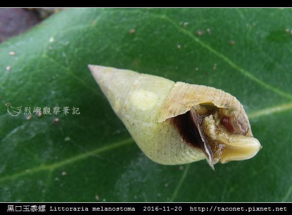 黑口玉黍螺 Littoraria melanostoma_3.jpg