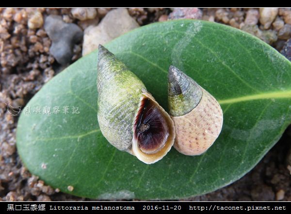 黑口玉黍螺 Littoraria melanostoma_6.jpg 黑口玉黍螺 Littoraria melanostoma_6.jpg