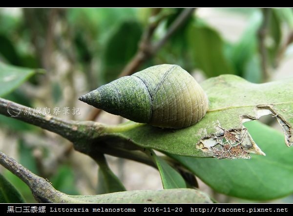 黑口玉黍螺 Littoraria melanostoma_5.jpg