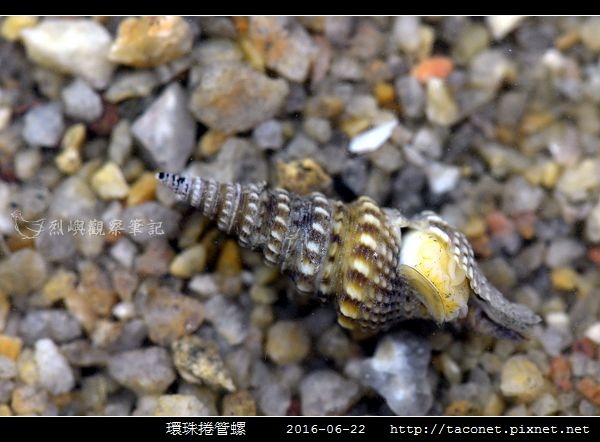 環珠捲管螺 Turricula nelliae spurius_4.jpg 環珠捲管螺 Turricula nelliae spurius_4.jpg