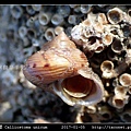 腰帶鐘螺 Calliostoma unicum_2.jpg