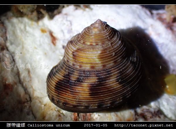 腰帶鐘螺 Calliostoma unicum_4.jpg 腰帶鐘螺 Calliostoma unicum_4.jpg