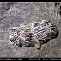 肉食擬海牛 Philinopsis gigliolii_8.jpg