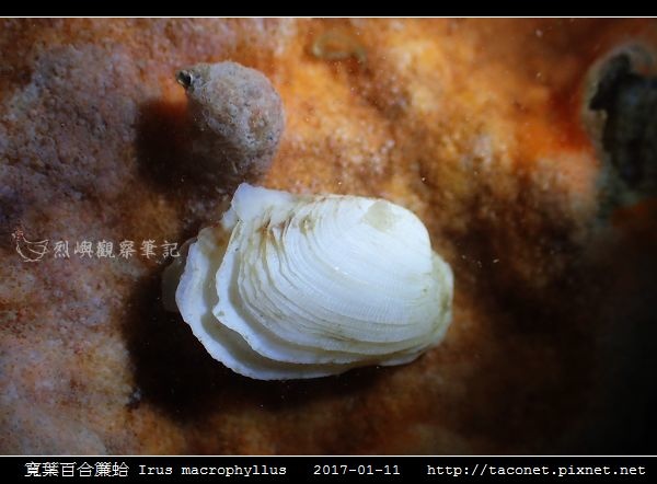 寬葉百合簾蛤 Irus macrophyllus_5.jpg 寬葉百合簾蛤 Irus macrophyllus_5.jpg