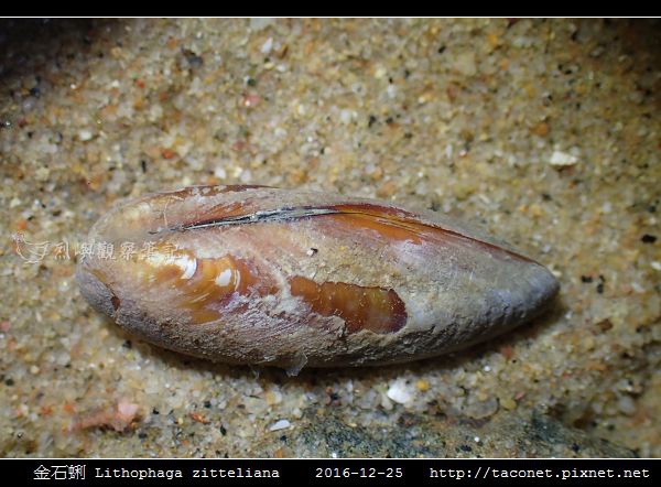 金石蜊 Lithophaga zitteliana_3.jpg 金石蜊 Lithophaga zitteliana_3.jpg