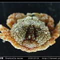 桑椹蟹 Drachiella morum_4.jpg