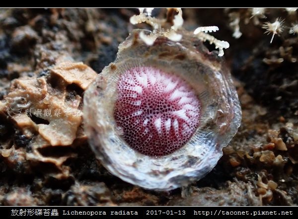 放射形碟苔蟲 Lichenopora radiata_2.jpg 放射形碟苔蟲 Lichenopora radiata_2.jpg