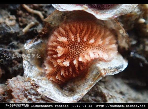 放射形碟苔蟲 Lichenopora radiata_3.jpg