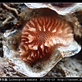 放射形碟苔蟲 Lichenopora radiata_3.jpg