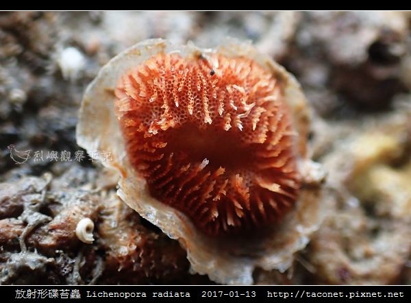 放射形碟苔蟲 Lichenopora radiata_4.jpg