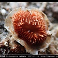 放射形碟苔蟲 Lichenopora radiata_4.jpg