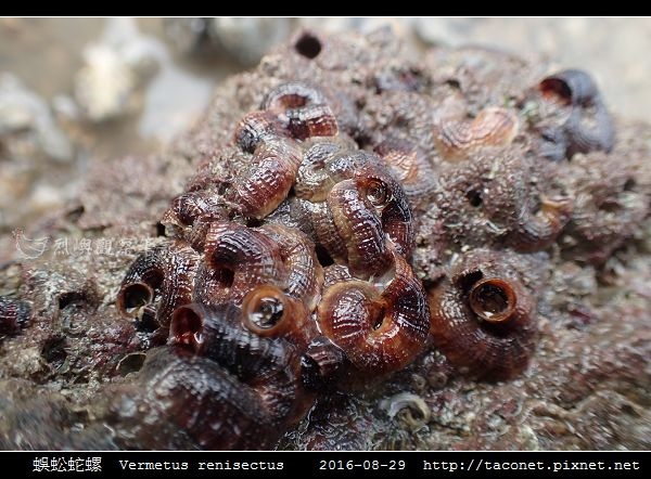 蜈蚣蛇螺 Vermetus renisectus_5.jpg 蜈蚣蛇螺 Vermetus renisectus_5.jpg