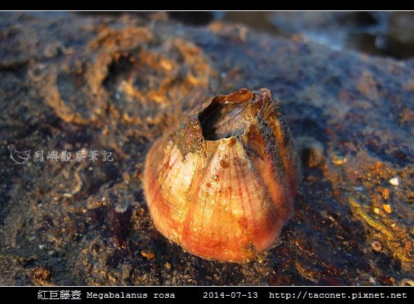 紅巨藤壺 Megabalanus rosa_1.jpg 紅巨藤壺 Megabalanus rosa_1.jpg