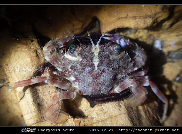 銳齒蟳 Charybdis acuta_5.jpg 銳齒蟳 Charybdis acuta_5.jpg