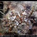 銳齒蟳 Charybdis acuta_6.jpg