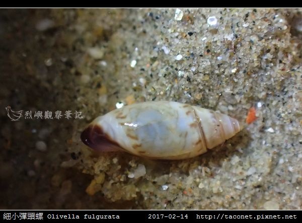 細小彈頭螺 Olivella fulgurata_1.jpg