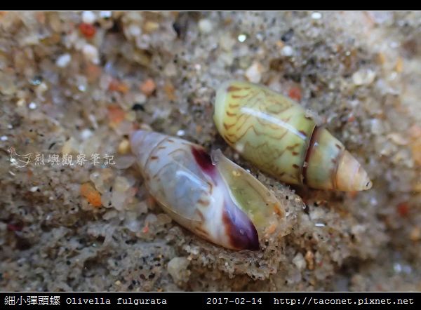 細小彈頭螺 Olivella fulgurata_4.jpg 細小彈頭螺 Olivella fulgurata_4.jpg
