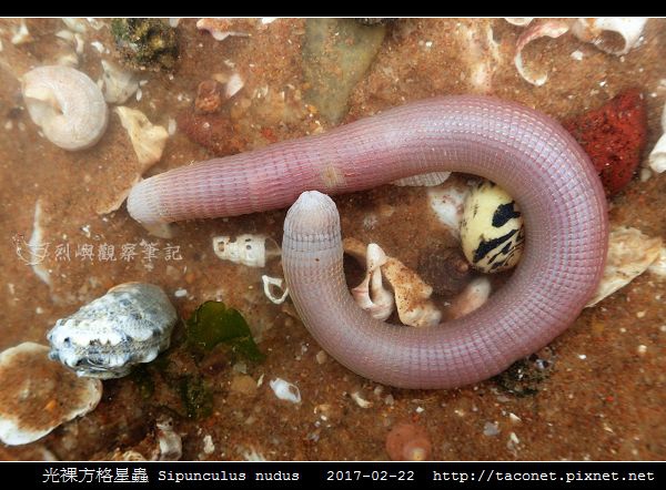 光裸方格星蟲 Sipunculus nudus_1.jpg 光裸方格星蟲 Sipunculus nudus_1.jpg