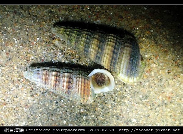 網目海蜷 Cerithidea rhizophorarum_3.jpg 網目海蜷 Cerithidea rhizophorarum_3.jpg