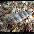 多型海蜷 Batillaria multiformis_1.jpg
