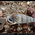 多型海蜷 Batillaria multiformis_2.jpg