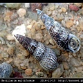 多型海蜷 Batillaria multiformis_4.jpg