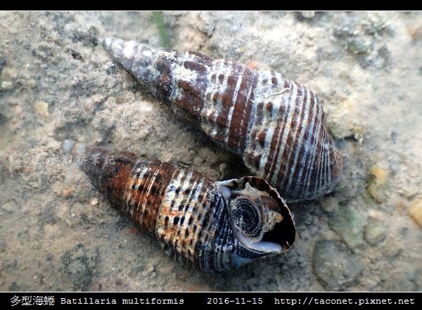 多型海蜷 Batillaria multiformis_5.jpg 多型海蜷 Batillaria multiformis_5.jpg