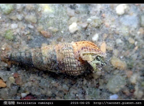 瘦海蜷 Batillaria cumingii_2.jpg