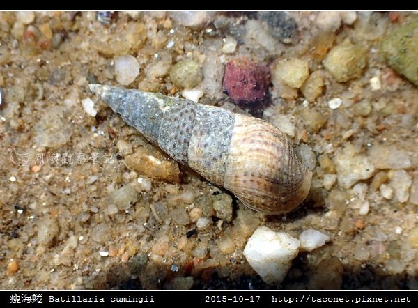 瘦海蜷 Batillaria cumingii_4.jpg