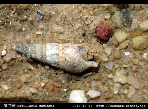 瘦海蜷 Batillaria cumingii_5.jpg
