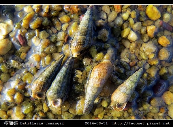 瘦海蜷 Batillaria cumingii_7.jpg