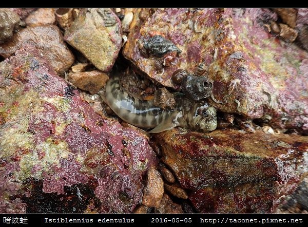 暗紋蛙鳚 Istiblennius edentulus (Forster & Schneider, 1801) 