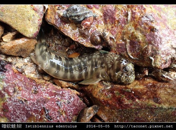 暗紋蛙鳚 Istiblennius edentulus (Forster & Schneider, 1801) 