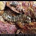 暗紋蛙鳚 Istiblennius edentulus (Forster & Schneider, 1801) 