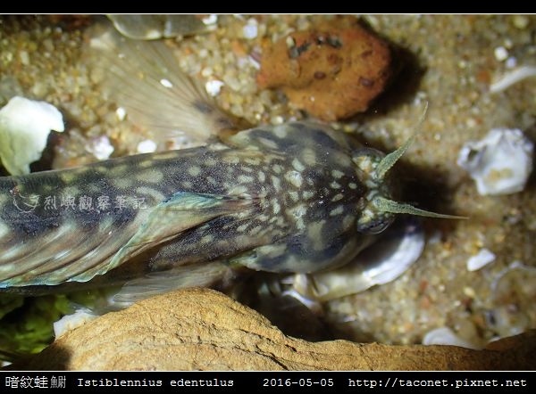 暗紋蛙鳚 Istiblennius edentulus (Forster & Schneider, 1801) 