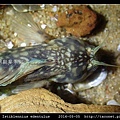 暗紋蛙鳚 Istiblennius edentulus (Forster & Schneider, 1801) 