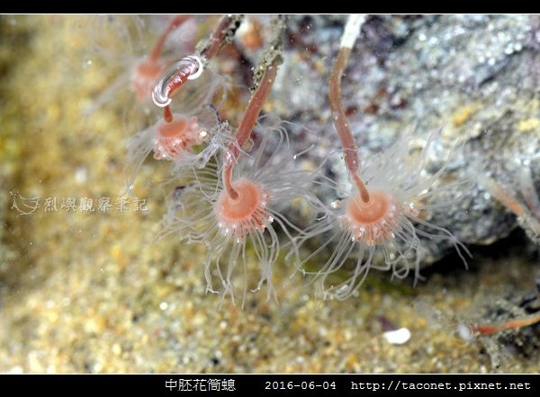 中胚花筒螅 Tubularia mesembryanthemum_01.jpg 中胚花筒螅 Tubularia mesembryanthemum_01.jpg