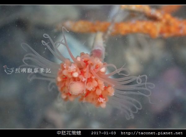 中胚花筒螅 Tubularia mesembryanthemum_05.jpg