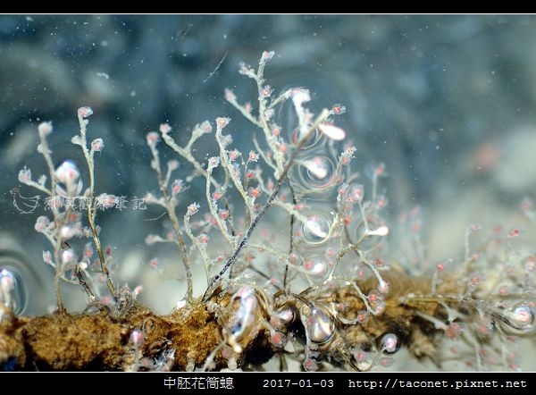 中胚花筒螅 Tubularia mesembryanthemum_07.jpg