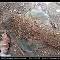 鼠銜魚 Callionymus curvicornis_1.jpg